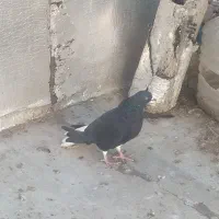 کبوتر|پرنده|همدان, |دیوار