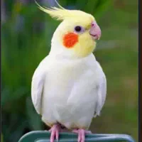 عروس هلندی 2 ماهه