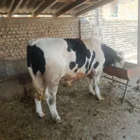 گوساله فروشی