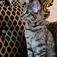 واگذاری بچه گربه‌ی ببری|گربه|رشت, منظریه|دیوار