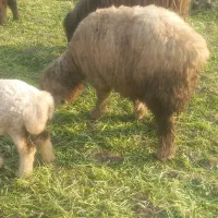 شیشک|حیوانات مزرعه|شوشتر, |دیوار