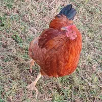 خروس و کاتیک۴۰۰تومن|حیوانات مزرعه|سیاهکل, |دیوار