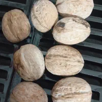 گردوخوب|عمده‌فروشی|جوانرود, |دیوار