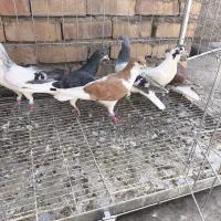 هفت عدد ساده پرشی نر