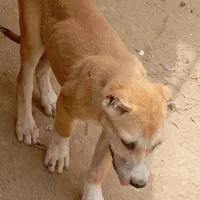 توله شرور 3میلیون تخفیف نداره 4تاموجوده 1نر3ماده