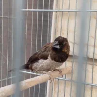 فنچ نره بنگالی پولک درشت|پرنده|تهران, باغ خزانه|دیوار