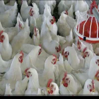 کارگر مرغداری گوشتی در الشتر مرغداری اتومات