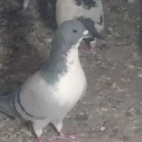 کبوتر|پرنده|زاهدان, |دیوار