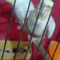 تعدادی عروس هلندی. لوتینیو. مرواریدی|پرنده|فردیس, فرامرزیه|دیوار