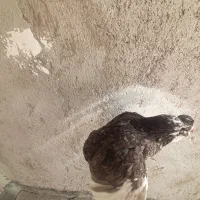 تخم نطفه دار گلین اصیل|حیوانات مزرعه|قزوین, |دیوار