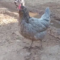 مرغ محلی گلین