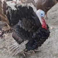 بوقلمون های جوان|حیوانات مزرعه|اصفهان, جلوان|دیوار