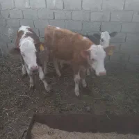 یک راس گاو شیری ودوعدد گوساله ماده