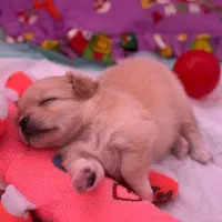 پامرانین روباهی|سگ|آستارا, |دیوار