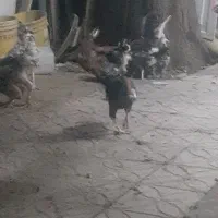 مرغ وخروس گلین