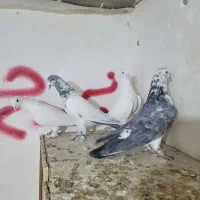 کبوتر پرشی|پرنده|پاکدشت, پاکدشت (مامازند)|دیوار