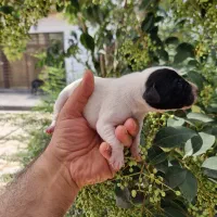 توله دالمیشن/نر و ماده|سگ|تهران, سعادت‌آباد|دیوار