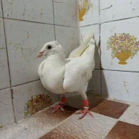 کفتر یا کبوتر سفیدنر