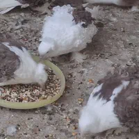 کبوتر نرجکسون