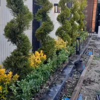 باغبانی گل کاری درخت کاری سمپاشی علف زنی هرس