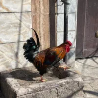 خروس محلی 1تومن