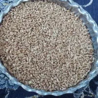 فروش گندم سه دهه
