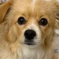 سگ شیتزو کراس ماده