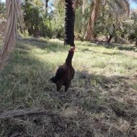 دوتا خروس خوب|حیوانات مزرعه|سراوان, |دیوار