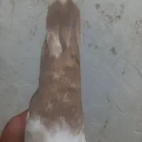 کبوتر سینه|پرنده|فسا, |دیوار