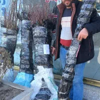 فروش نهال های پایه رویشی|خدمات باغبانی و درختکاری|همدان, |دیوار