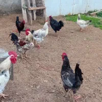 تعدادی مرغ وخروس جوان چهل تاج