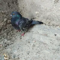 فروش کبوتر|پرنده|بندر ترکمن, |دیوار