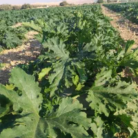 کدو کبابی بذر تلما|عمدهفروشی|فیروزآباد (فارس), |دیوار