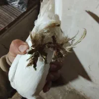 دو عدد کبوتر معاوضه با شامی