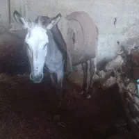 الاغ.نر .آرام