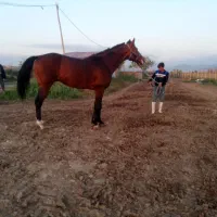 اسب نریان دوخون ۵ ساله قدبلند۱۷۴سانت|اسب و تجهیزات اسب‌سواری|تهران, امیریه|دیوار