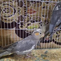 عروس هلندی|پرنده|مشهد, رضاییه|دیوار