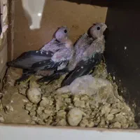 عروس هلندی سخن گومولدبادوعددجوجه سرلاکی خوشگل|پرنده|ایرانشهر, |دیوار