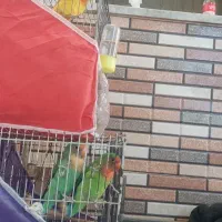 کوتوله کاشمر