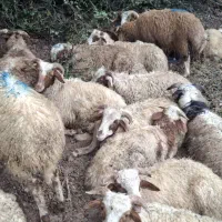 بره نر شیر مست محلی