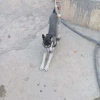 سگ هاسکی توله نژاد اصلی|سگ|وحیدیه, |دیوار