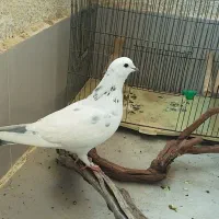 کبوتر