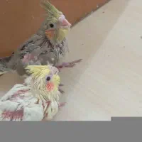 دو عدد جوجه عروس هلندی سرلاکی