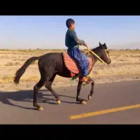 اسبهای یرقه بسیار زیبا