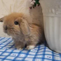 خرگوش لوپ|موش و خرگوش|اهواز, نادری|دیوار