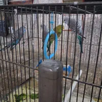 چند عدد جوجه مرغ عشق