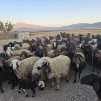 میش افشاری|حیوانات مزرعه|خانمیرزا, |دیوار