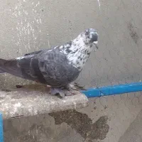 کبوتر پرشی|پرنده|قائم‌شهر, |دیوار