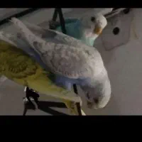 مرغ عشق رنگ خواص