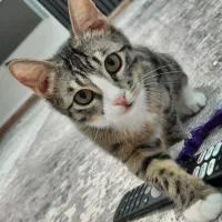 واگذاری گربه ۳ ماهه